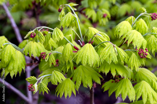 New leaves on Acer shirasawanum, the Shirasawa maple or fullmoon maple, is a species of maple native to Japan