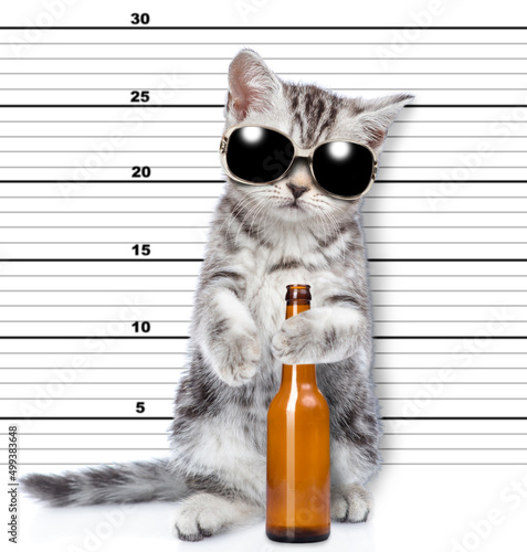 Bad cat wearing sunglasses holding bottle of wine is caught committing a crime