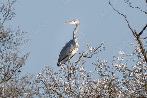 Czapla siwa łac. Ardea cinerea siedząca na kwitnącym drzewie na Stawach Milickich.