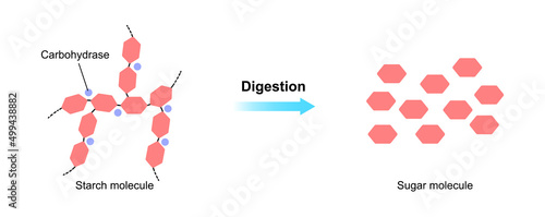 Scientific Designing of Starch Digestion. Hydrocarbase Enzyme Effect on Starch Molecule. Vector Illustration.