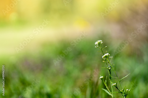 young fresh spring greenery underfoot, dandelions, warm season