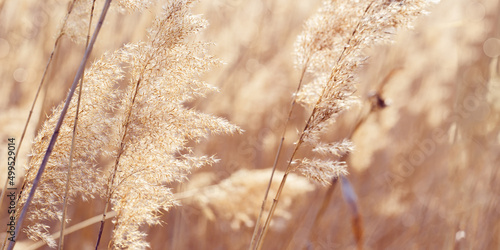 Dry plant reeds as beauty nature background, Abstract natural backdrop. Reed grass or pampas grass outdoors with daylight, life style nature scene, organic design wide banner. Soft focus