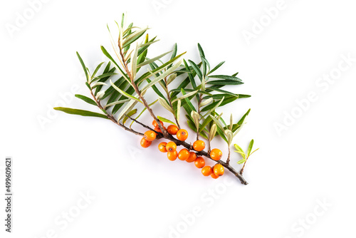 Branch of sea buckthorn with ripe berries on a white background.