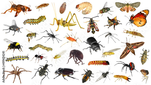 Spiders (Arachnida) and insects (Insecta) - two classes of Arthropods isolated on a white background