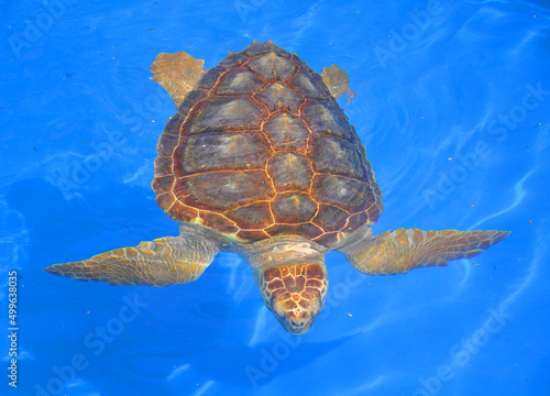 Colorful sea turtle swimming in the blue ocean.