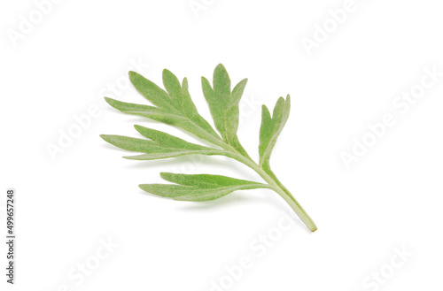 Artemisia absinthium, a leaf of fresh branches of wormwood plant close up isolated on white