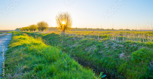 Trees along an agricultural field in bright sunlight at sunrise below a blue sky in springtime, Almere, Flevoland, The Netherlands, April 17, 2022