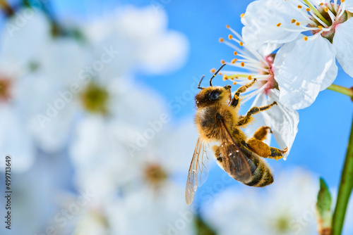 Bee pollinating apple blossoms. A bee collecting pollen and nectar from a apple tree flower. Macro shot with selective focus