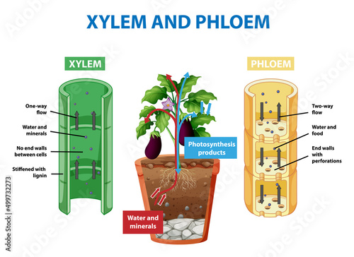 Diagram showing xylem and phloem in plant