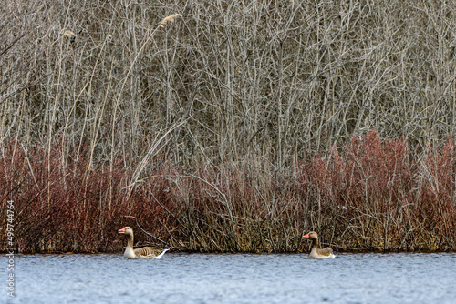greylag geese in the lake alvasjön in the nature reserve hökensas near tidaholm in sweden