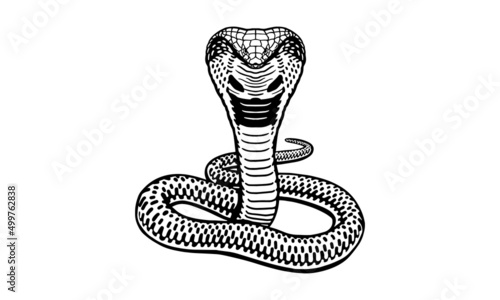 King cobra on white background, vector, illustration logo, sign, emblem.