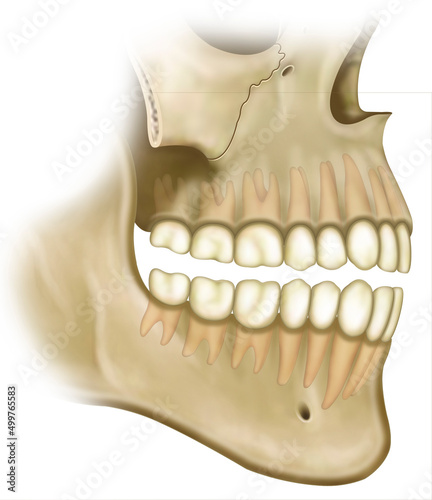 Ilustración anatómica del maxilar y la mandíbula. El maxilar superior le da forma a la cavidad nasal. La mandíbula es el hueso que se mueve y fija los músculos de la masticación y de otros movimientos