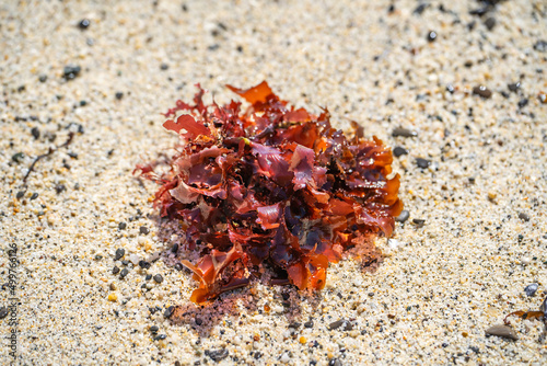 Red algae on the sandy shore at low tide. 