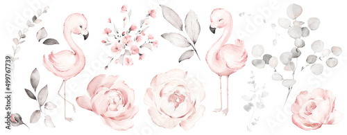 Set watercolor pink flowers, garden roses, peonies, flamingo. collection leaves, branches. Botanic illustration isolated on white background.