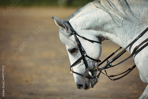 Jumping horse with bowed head on long reins with buckled double ring snaffle, head from the side..