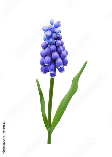 Muscari spring flower (grape hyacinth) isolated on white background 
