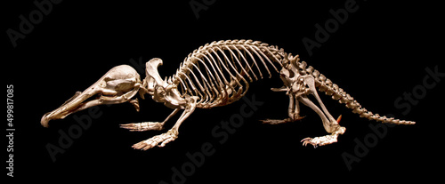 A skeleton of the platypus (Ornithorhynchus anatinus), duck-billed platypus, isolated on a black background