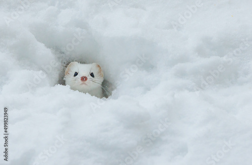 Short tailed weasel hiding in snow