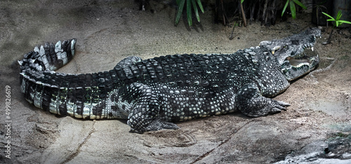 Siam crocodile on the sand. Latin name - Crocodylus siamensis 