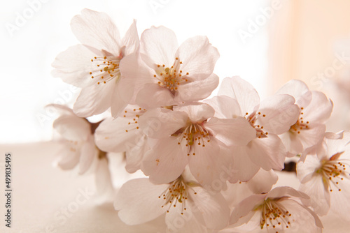 벚꽃이 활짝 핀 봄 실내도 환하고 은은한 분위기가 감돈다