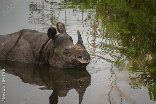 The famous one horned Rhino in water at Garumara National Park, West Bengal, India. one horned rhino the pride of Dooars area.