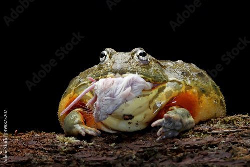 African bullfrog eating mencit on wood 