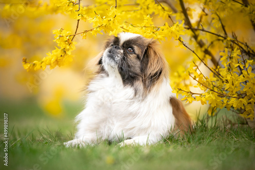 Pies rasy pekińczyk w kwiatach forsycji 