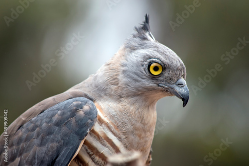 this is a side view of a pacific baza