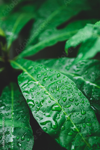 Green leaf with water drop in garden