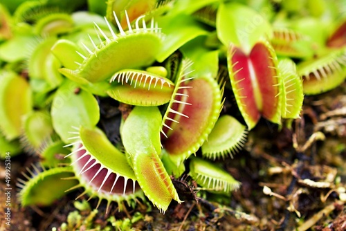 Closeup Venus flytrap ,Insectivorous plants ,Low Giant ,Dionaea muscipula ,needle-like-teeth ,venus fly catcher ,Cook's Carnivorous 