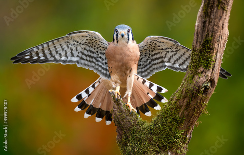 American Kestrel perched on a tree during fall