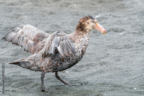 Southern Giant Petrel foraging for food in Antarctica