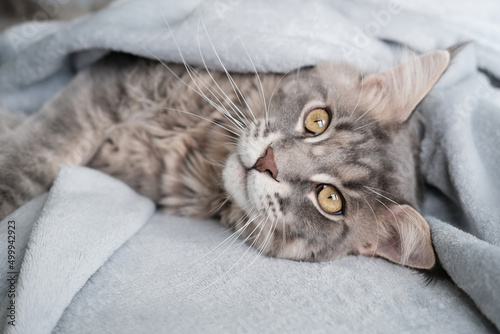 A beautiful Maine Coon cat lies in a blanket. Cute pet cat with long hair..