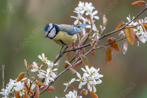  Eurasian Blue Tit (Cyanistes caeruleus) on a spring branch with white flowers (Amelanchier lamarckii) in the forest of Noord Brabant in the Netherlands.