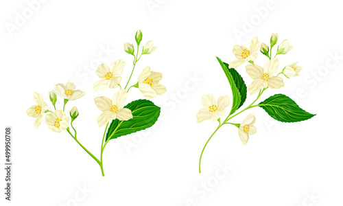 Spring twigs of beautiful white jasmine flowers and green leaves vector illustration