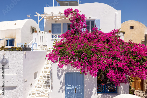 Red bougainvillea climbing on the wall of whitewashed house in Oia on Santorini island, Cyclades, Greece