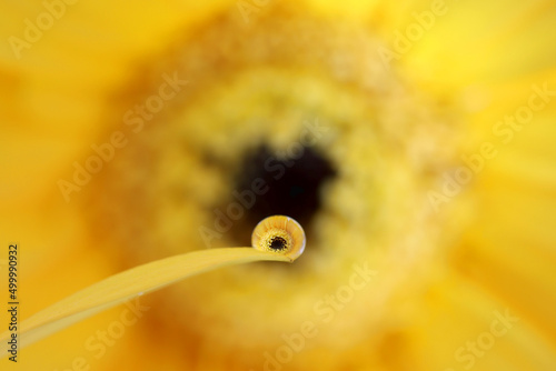 Water droplet refracting the image of a yellow gerbera flower beyond. Droplet is sitting on a yellow gerbera petal. Bokeh background.