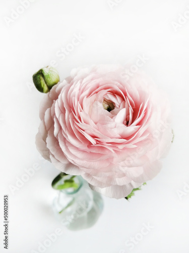 Beautiful pink ranunculus flower in a glass vase on a white background. Soft focus