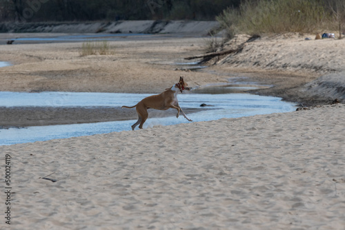 rasowy, dwukolorowy pies bawiący się na plaży
