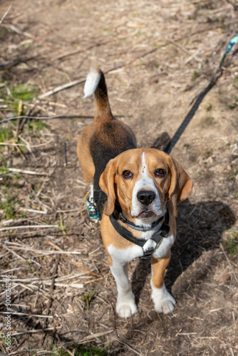 trójkolorowy beagle na smyczy podczas spaceru