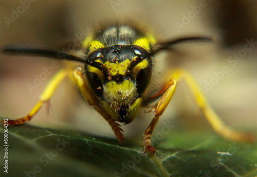 Eine extreme Nahaufnahme einer Wespe. Eine Wespe, Hautflügler (Hymenoptera).