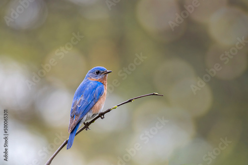 Male bluebird perched on a small branch with natural bikeh effect