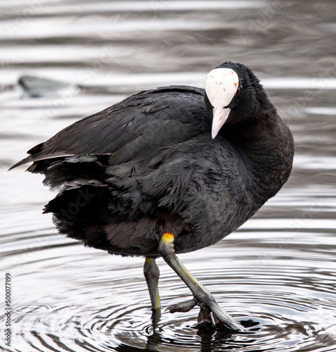 pozująca czarna łyska na jeziorze ptak w wodzie