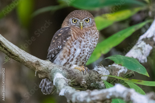 Sóweczka kubańska - łac. Glaucidium siju. siedząca na gałęzi. Jest to endemiczny ptak kubański. Zdjęcie wykonano w Playa Larga, Kuba.