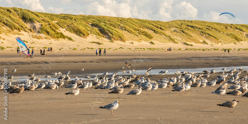 Les goélands sur la plage de Quend