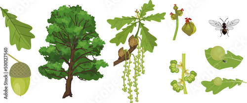 Botanical illustration with Oak tree, branch with female and male flowers, acorn, green leaf, oak apple gall and wasp isolated on white