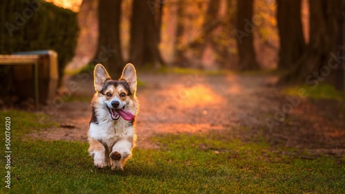 Pies rasy corgi pembroke w parku w porannym słońcu