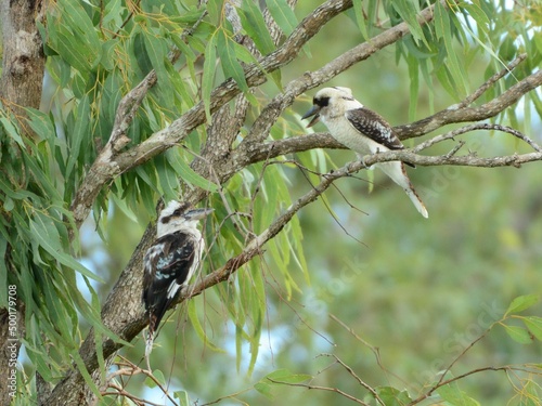 2羽で会話するワライカワセミ Laughing kookaburra talking with two birds