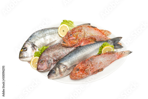 four species of sea fish on a plate (Scorpaena scrofa,Dicentrarchus labrax,Gilt-head seabream,Dentex dentex) isolated on a white background.