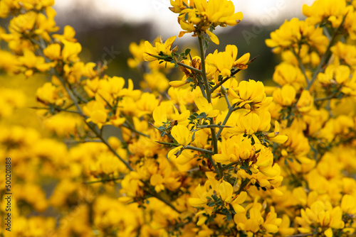 Genista hirsuta is a shrub of the Legume family. Genus of flowering plants in the legume family